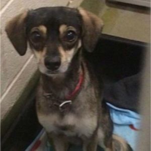 Meet your Posher, Jasmine